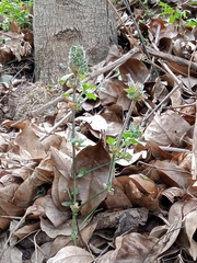 Dicliptera unguiculata