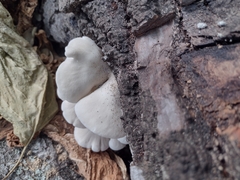 Pleurotus pulmonarius
