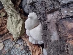 Pleurotus pulmonarius