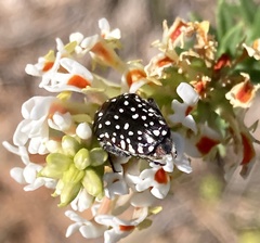 Oxythyrea marginalis