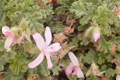 Pelargonium quercifolium