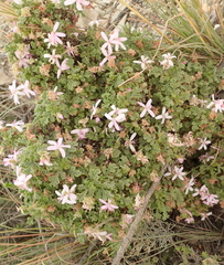 Pelargonium quercifolium