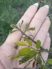 Robinia pseudoacacia