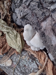 Pleurotus pulmonarius