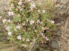 Pelargonium quercifolium