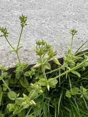 Cerastium glomeratum