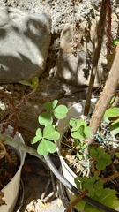Magnoliopsida