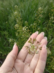 Capsella bursa-pastoris