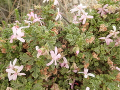 Pelargonium quercifolium