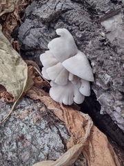 Pleurotus pulmonarius