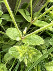 Cerastium glomeratum