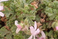 Pelargonium quercifolium