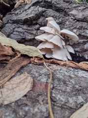 Pleurotus pulmonarius