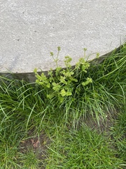 Cerastium glomeratum