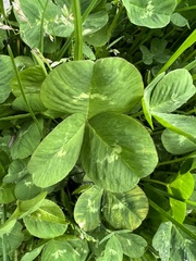 Trifolium repens