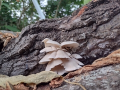 Pleurotus pulmonarius