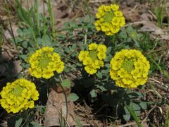 Alyssum montanum gmelinii