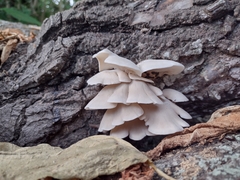 Pleurotus pulmonarius