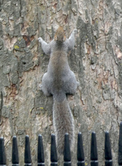 Sciurus carolinensis
