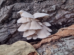 Pleurotus pulmonarius