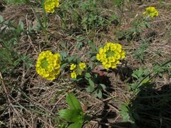 Alyssum montanum gmelinii