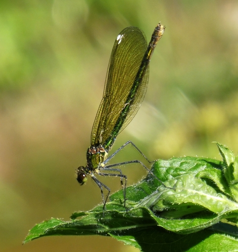 Banded Demoiselle photo 3