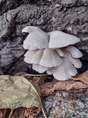 Pleurotus pulmonarius