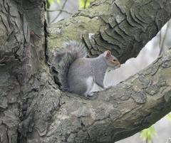 Sciurus carolinensis