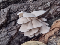 Pleurotus pulmonarius