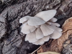 Pleurotus pulmonarius