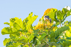 Philemon buceroides