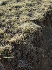 Bouteloua dactyloides