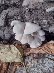 Pleurotus pulmonarius