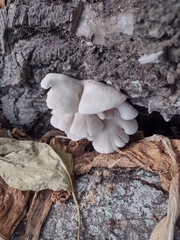 Pleurotus pulmonarius