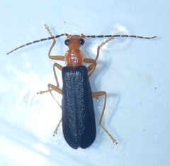 Podabrus fayi
