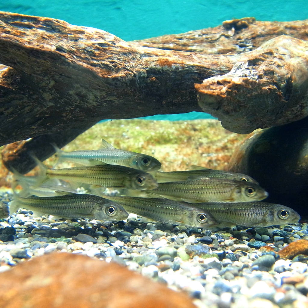 Khanka Gudgeon