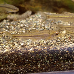 Khanka Gudgeon photo 2