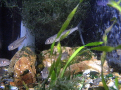 Khanka Gudgeon photo 3