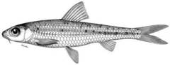 Khanka Gudgeon photo 4