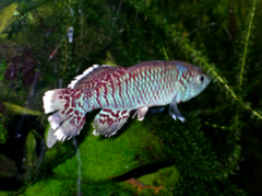 Egger's Killifish photo 1