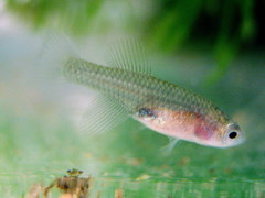 Egger's Killifish photo 2