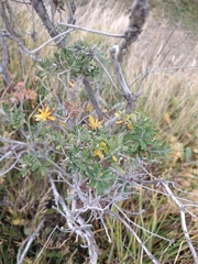 Chiliotrichum diffusum