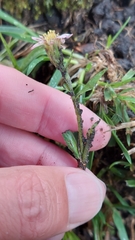 Noticastrum marginatum