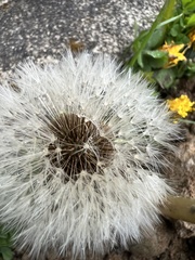 Taraxacum