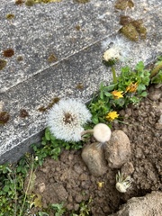 Taraxacum