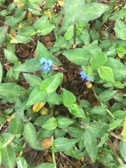 Commelina