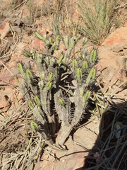 Euphorbia heptagona