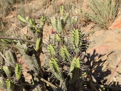 Euphorbia heptagona