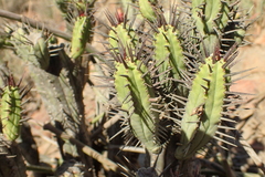 Euphorbia heptagona