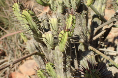 Euphorbia heptagona